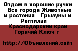 Отдам в хорошие ручки - Все города Животные и растения » Грызуны и Рептилии   . Краснодарский край,Горячий Ключ г.